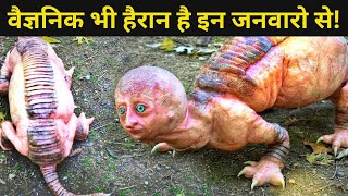 वैज्ञानिक भी हैरान है इस जानवर को देखकर  Strangest animals  Bizarre animals  rarest animals [upl. by Idonna384]