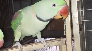 apple Khao parrot gParrot Videos parrotshorts MySweatBirds [upl. by Alihet]