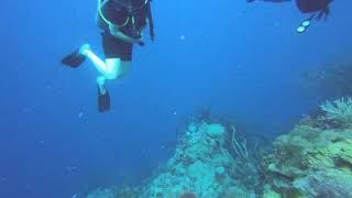 Belize Wall Dive Aquarium Reef [upl. by Jacobsen]