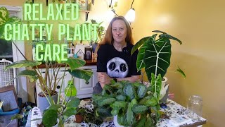 Caring for some plants  Repotting and Pest checking houseplants [upl. by Llednahc]