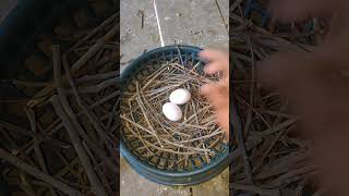 Pigeon making nest pigeon kabootar [upl. by Atteve]