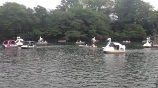 【モノマネ】平泉成さん かあさん？音声爆笑動画】吉祥寺 井の頭公園散策 風景 面白動画 [upl. by Bullion]