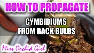 Propagating Cymbidiums from back bulbs [upl. by Findlay]