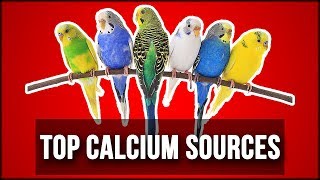 Top 3 Calcium Sources for Birds  Calcium for Birds  UrduHindi [upl. by Yarak86]