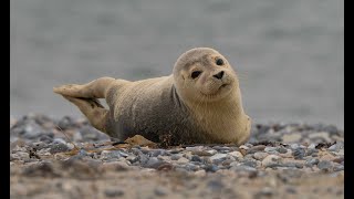 kegelrobben op Düne Helgoland [upl. by Rosena]