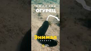 Что будет если потрогать морской огурец Реакция морского огурца на прикосновения [upl. by Anival]