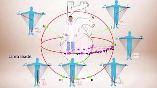 ECG Interpretation For Beginners Different Leads and Axis Deviation [upl. by Elleral]