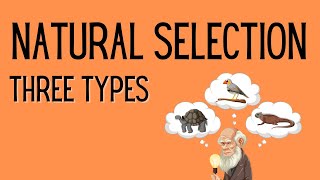 Natural Selection  3 Types [upl. by Ytomit]