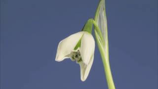 Galanthus Hill Poe flower opening time lapse [upl. by Melamed962]