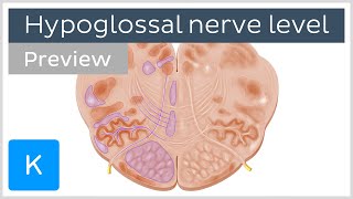 Medulla oblongata hypoglossal nerve level preview  Human Anatomy  Kenhub [upl. by Clotilde]