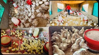 Epic Showdown Last Broiler Cycle of 2023 vs First Cycle of 2024 The Ultimate Chicken Revolution [upl. by Ayota793]