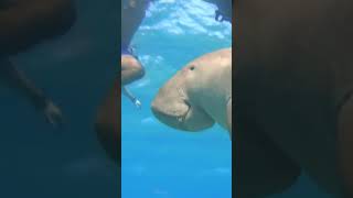 Funny sea cow attack people😁 seacow dugong manatee sea [upl. by Acirret]