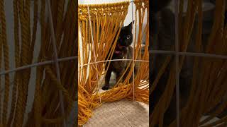 Macrame basket with Emi🐈‍⬛🤍macrame macraggeproject basket handmade cat cute trending [upl. by Brunk]