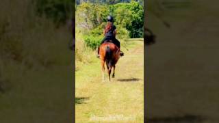 Have my first two dressage tests this weekend [upl. by Kate]