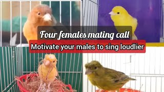 BEST mating call 4 females canary EVER to MOTIVATE your CANARY to sing LOUDLIER  HD LIVE training [upl. by Graves298]