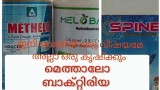 Methelo bacteria ഇതു ഉപയോഗിച്ചാൽ ഏതു കൊടും ചുടിനെയും ഏലചെടി പ്രീതിരോധിച്ചു സൂപ്പർ ആയി വളരും [upl. by Aitnom]