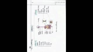 HSC Biology 2nd Paper Chapter3 পরিপাক ও শোষণ।part1 [upl. by Luht]