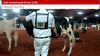 Fall Invitational Holstein Show 2020  Milking Yearling [upl. by Rafaellle716]