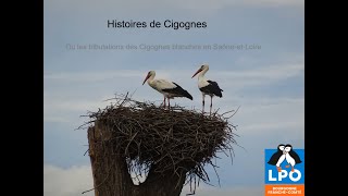 Visioconférence  Dans lintimité des cigognes blanches [upl. by Zephaniah343]