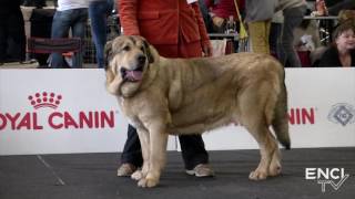 ERBA2016  FOCUS  MASTINO SPAGNOLO [upl. by Havelock559]