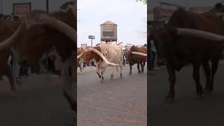 Cattle drive returns to Fort Worth Stockyards [upl. by Colpin]