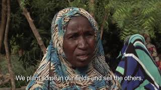 Regreening Niger with proven agroforestry techniques [upl. by Eiramyelhsa]