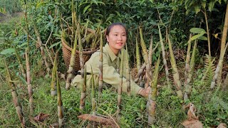 How to harvest and peel tiny bamboo shoots  boil and bring to market to sell  Tương Thị Mai [upl. by Eedyaj319]