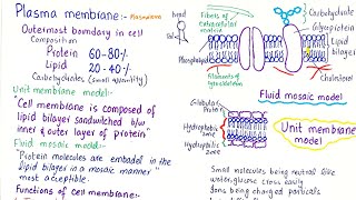 plasma membrane structure and function  class 11 [upl. by Benyamin]