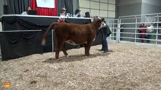 39th Annual Cornhusker Classic Steer Heifer Sale Kearney NE 2024Nov01195858mp4 [upl. by Cirri]