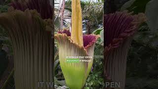 The Rare Corpse Flower Is Blooming NOW 😱 science [upl. by Nnaira955]