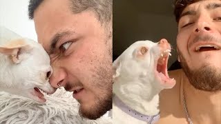 Angry Chihuahua Videos Compilation  Angry Moment of Funny Chihuahua Dog [upl. by Notsrik]