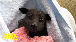 Rescued bat munching on bananas makes us realize that bats are actually sort of cute l GMA Digital [upl. by Kcirdec]