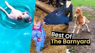 Farmageddon The Best Of Farm Animals Compilation [upl. by Pierpont]