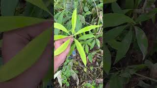 Alstonia devil tree morphology neetug plantsmorophology neetupdate neetstory pwneet vlog pw [upl. by Narf]