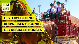 The History Behind Budweisers Iconic Clydesdale Horses [upl. by Aivital]