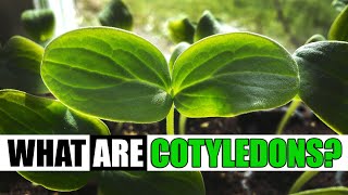 What Are Cotyledons  Garden Quickie Episode 127 [upl. by Kayla]