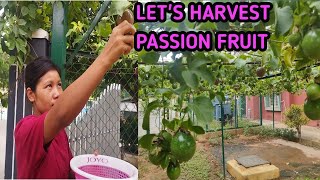 Harvesting Passion Fruit 💕 Ripe And Sweet Passion Fruit 💕💕 [upl. by Hsan856]