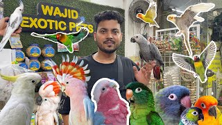 cheapest price wajid exotic pets [upl. by Airretal70]