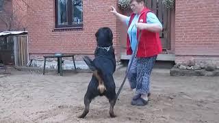 The Real Rottweiler in Aaction [upl. by Natanoy]