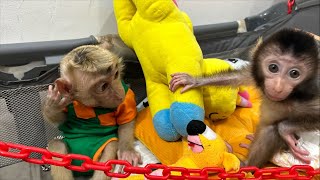 Newborn Baby Monkey Dino feels happy to be with Monkey Alpha and Mom [upl. by Pinebrook]