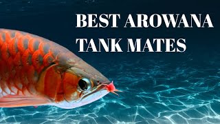 Top 10 Arowana Tank Mates [upl. by Ennaer]