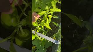 The Garden of Elmore gardening garden harvest sustainability veggies fypシ゚viral explorepage [upl. by Tullusus]