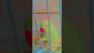 greencheekconure birds pineappleconure pets cockatielsound rs20000 [upl. by Orecic363]