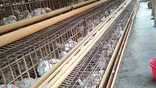 Broiler rearing in cage system [upl. by Clabo]