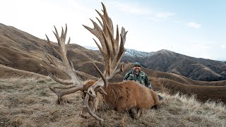 This Red Stag Has It All  Venator New Zealand [upl. by Izawa707]