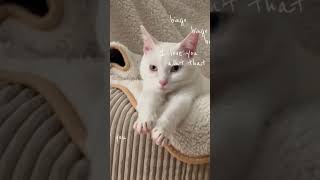 ￼Baby whitecat heterochromia fypシ cat baby viral foryouA [upl. by Durham835]