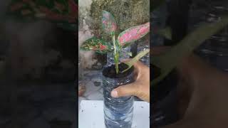 aglonema di bekas botol air mineral bisa subur media pasir malang [upl. by Ronoel134]