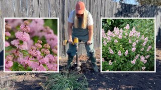 Adding Beyond Pinkd Caryopteris to the Best for the West Garden [upl. by Onateag]