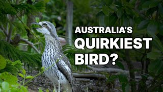 Is this Australias quirkiest bird  the Bush StoneCurlew [upl. by Lynna]