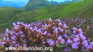 Blooming of Neelakurinji flowers in 2018 [upl. by Menell]